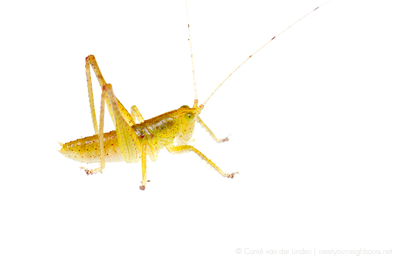 <!--Tetiigoniidae, Unidentified katydid-->